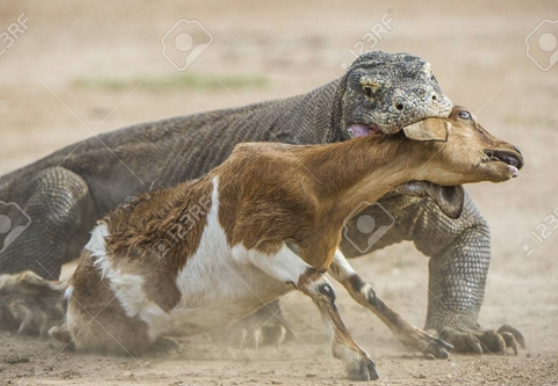 Với sức mạnh của mình, chúng dễ dàng khuất phục con mồi của mình.