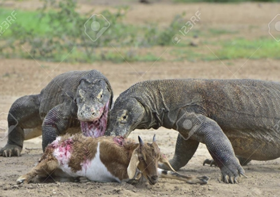 Chú dê tội nghiệp nhanh chóng trở thành bữa ăn ngon cho hai con rồng Komodo.