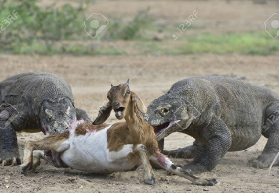 Chống chọi với một kẻ đi săn đã quá khó, thế nên khi một con rồng khác tới thì mọi chuyện càng nhanh chóng hơn.