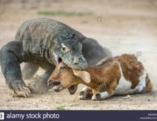 Rồng Komodo chứng minh mình là một loài sát thủ trong thế giới loài vật.