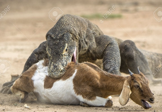 Với sức mạnh của hàm răng kẻ đi săn, dê chỉ còn biết chống cự yếu ớt.