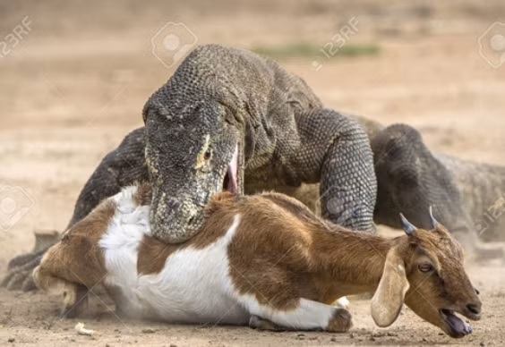 Với sức mạnh của hàm răng kẻ đi săn, dê chỉ còn biết chống cự yếu ớt.