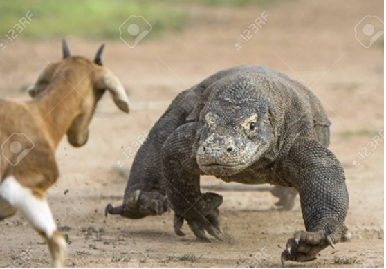 Dù thuộc họ thằn lằn nhưng khả năng săn mồi của rồng Komodo khiến bất cứ ai cũng phải khiếp sợ.