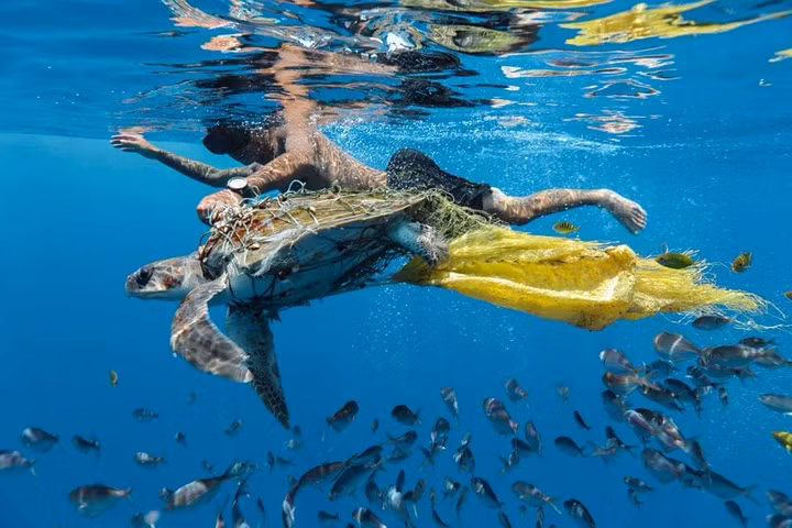 Hình ảnh ấn tượng được đặt tên “Cứu Rùa” của nhiếp ảnh gia Jing Li. Có thể thấy con rùa đang rất mệt mỏi khi bị siết chặt bởi lưới, bao tải... những rác thải của con ngưởi thải ra, con vật đang được một người đàn ông cố gắng giải cứu.