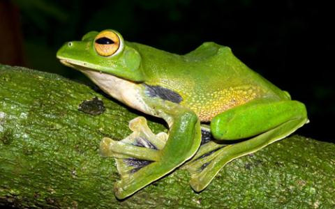 Loài ếch kỳ quặc này có tên khoa học là Rhacophorus helenae, gần như chỉ sống trong các tán cây rừng ở vùng rừng trũng, khu vực đang hứng chịu nguy cơ tàn phá rất lớn, đặc biệt là sự mở rộng của các đô thị.