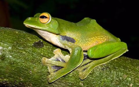 Loài ếch kỳ quặc này có tên khoa học là Rhacophorus helenae, gần như chỉ sống trong các tán cây rừng ở vùng rừng trũng, khu vực đang hứng chịu nguy cơ tàn phá rất lớn, đặc biệt là sự mở rộng của các đô thị.