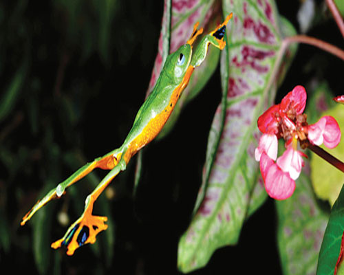 Nhiều loài trong số chúng còn có khả năng thay đổi màu sắc tương ứng với sự thay đổi của môi trường.