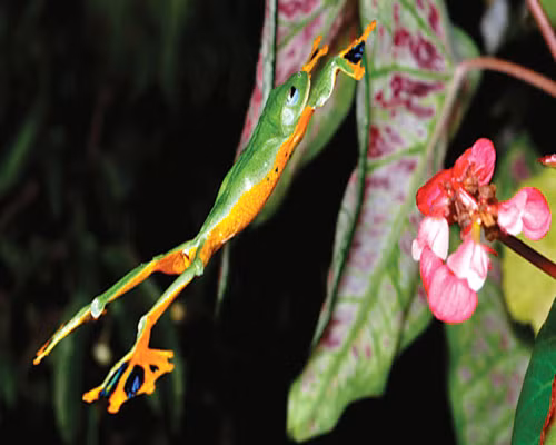 Nhiều loài trong số chúng còn có khả năng thay đổi màu sắc tương ứng với sự thay đổi của môi trường.