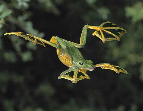 Ếch cây Helen dài khoảng 10 cm, bụng dài, mắt viền trắng, các ngón chân có màng dễ bám và nhảy từ cây này sang cây khác, từ vòm cây xuống mặt đất.