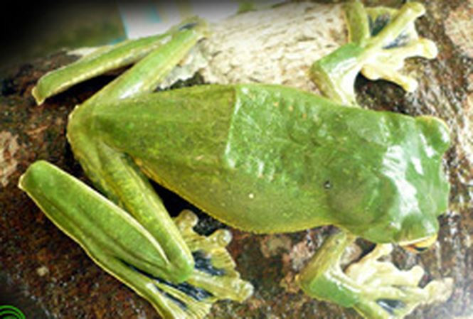 Do có tứ chi rất khoẻ, giữa các ngón có màng da, màng chân lớn, nếp da bên cánh tay rộng nên ếch cây có thể dễ dàng lướt mình từ cây này sang cây khác.