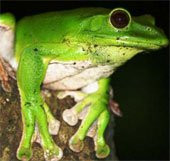 Ngoại hình của loài ếch đặc biệt này cũng thường tương xứng với môi trường sinh sống: loài sống ở vùng nhiệt đới thường có màu sắc sặc sỡ, còn loài sống ở vùng khí hậu ôn đới thường có màu tối hơn.