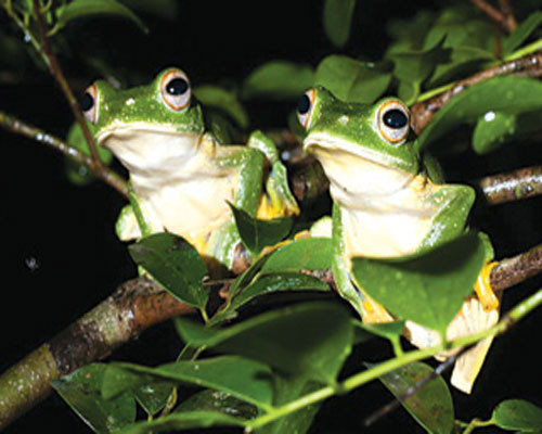 Thật chẳng ngoa khi nói chúng có thể biết bay như chim.