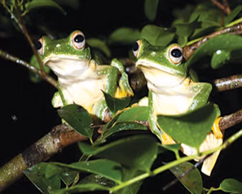 Thật chẳng ngoa khi nói chúng có thể biết bay như chim.