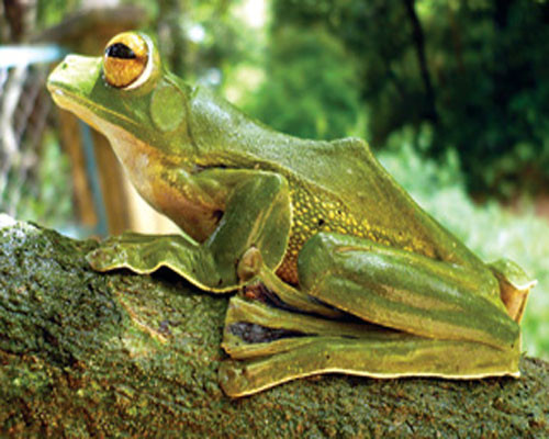 Loài ếch cây Rhacophorus helenae có vùng phân bố khá rộng, từ khu bảo tồn thiên nhiên Núi Ông thuộc tỉnh Bình Thuận đến rừng phòng hộ đầu nguồn thuộc vùng Thác Mai (Đồng Nai).