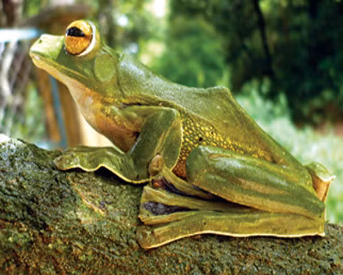 Loài ếch cây Rhacophorus helenae có vùng phân bố khá rộng, từ khu bảo tồn thiên nhiên Núi Ông thuộc tỉnh Bình Thuận đến rừng phòng hộ đầu nguồn thuộc vùng Thác Mai (Đồng Nai).