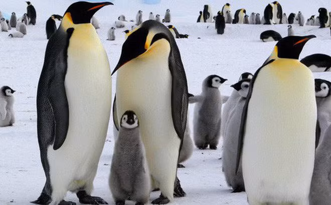 Các nhà nghiên cứu đã xem xét quy trình đi vệ sinh kỳ quặc của loài động vật đáng yêu này. Được biết, áp lực của trực tràng giúp chim cánh cụt đẩy phân ra ngoài với khoảng cách xa tới 40cm. Điều này sẽ giúp chúng không làm cho bộ lông bị dính bẩn.