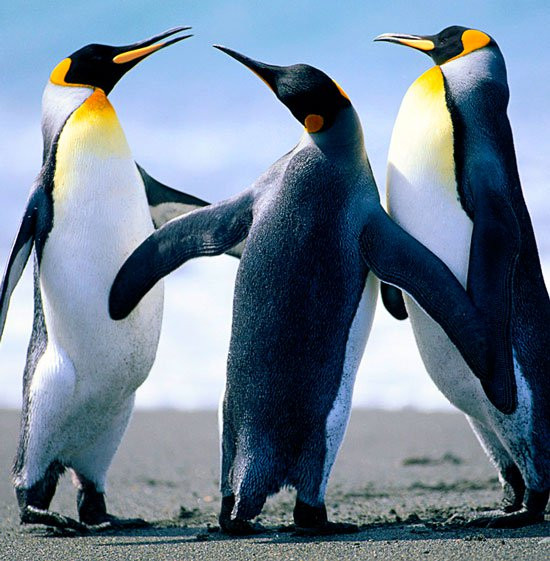 Năm 2008, một chú chim cánh cụt đã được phong tước hiệp sĩ ở Na Uy. Chim cánh cụt hoàng đế có khả năng lặn sâu hơn 500 mét và ở dưới nước tới 27 phút.