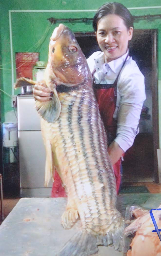 Cá thọ 50 năm, hiếm có khó tìm, ẩn mình dưới dòng Sê San Ca tho 50 nam, hiem co kho tim, an minh duoi dong Se San