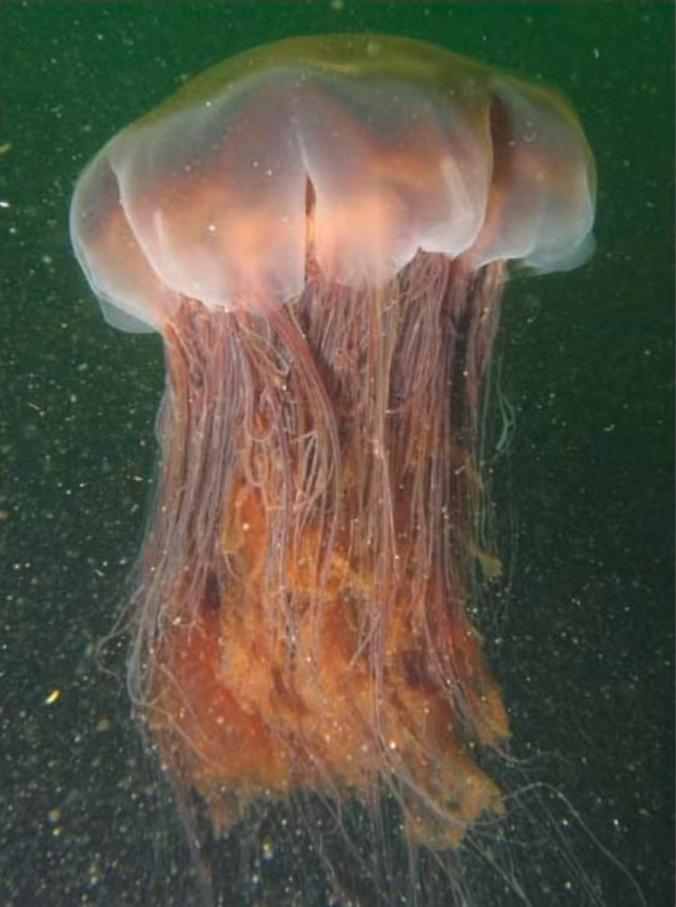 Sua khong lo, ky di nhu vat the ngoai hanh tinh-Hinh-3