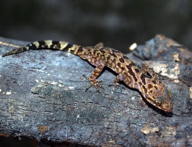 Loài thằn lằn này sống ở hang đá hoặc ở các vách núi và mới được ghi nhận ở độ cao 100-500m.