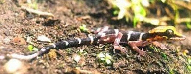 Thịt thằng lằn có tác dụng tốt cho sức khỏe với những người cơ thể hay mệt mỏi, chán ăn hay những thực khách sau một chuyến hành trình dài thì món cháo thằn lằn núi nấu với tiêu xanh và hành tươi cùng thêm ít rau ngò tây, khi ăn nóng sẽ giúp cơ thể giải nhiệt và hết mệt mỏi.