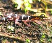 Thằn lằn núi thuộc họ tắc kè và được phân biệt với loài khác bởi những vạch trắng ở lưng, đuôi có màu nâu nhạt, con to nhất cũng bằng cườm tay. Khác với các loại tắc kè khác, thằn lằn núi chỉ ăn sung chín, chuối và lá thuốc Nam nên thịt dai, thơm, bổ dưỡng. Với đặc tính này, thằn lằn núi không chỉ là món ăn chơi mà còn là món ăn bồi bổ.