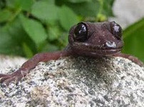 Thằn lằn núi được nhiều người xưng tụng là “đệ nhất ẩm thực” ở Tây Ninh nói riêng và Đông Nam bộ nói chung.