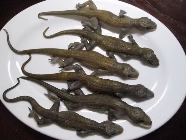 Loài này được phát hiện ở núi Bà Đen, tỉnh Tây Ninh và được các tác giả Nguyễn Ngọc Sang, Nikolai L. Orlov và Ilya S. Darevsky mô tả năm 2006. Loại thằn lằn núi Bà Đen là một món ăn đặc sản của Tây Ninh và được đồn đại là có thể chữa nhiều bệnh trong đó có bệnh ung thư.