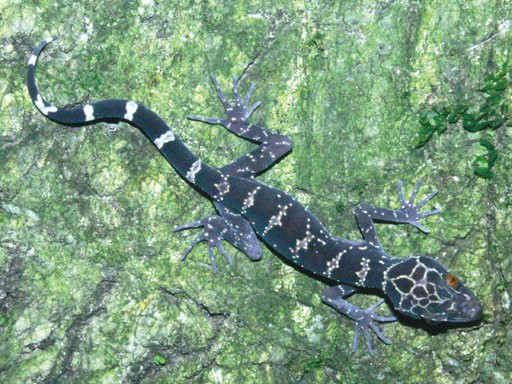 Thằn lằn núi Bà Đen hay còn gọi là thằn lằn ba sọc hoặc thằn lằn vạch, có tên khoa học là Cyrtodactylus badenensis, là một loài bò sát thuộc họ Tắc kè (Gekkonidae).