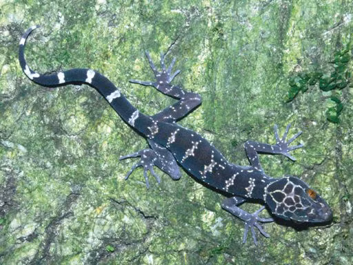 Thằn lằn núi Bà Đen hay còn gọi là thằn lằn ba sọc hoặc thằn lằn vạch, có tên khoa học là Cyrtodactylus badenensis, là một loài bò sát thuộc họ Tắc kè (Gekkonidae).