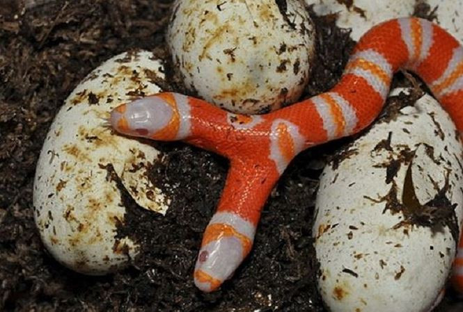 Ky la ran bach tang hai dau cuc hiem