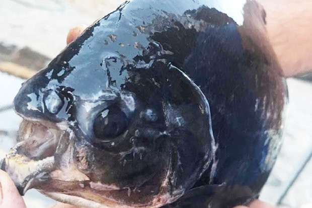 Ca co ham rang giong het nguoi xuat hien o noi bat ngo nhat-Hinh-2