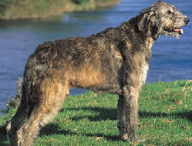 Kham pha thu vi 3 giong cho cao nhat the gioi