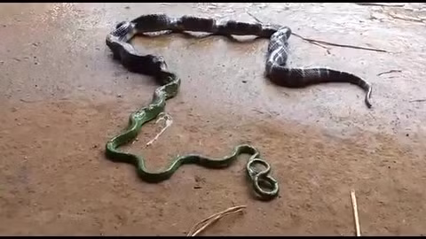 Kinh di canh ran gong minh non ra con ran khac ngo nguay