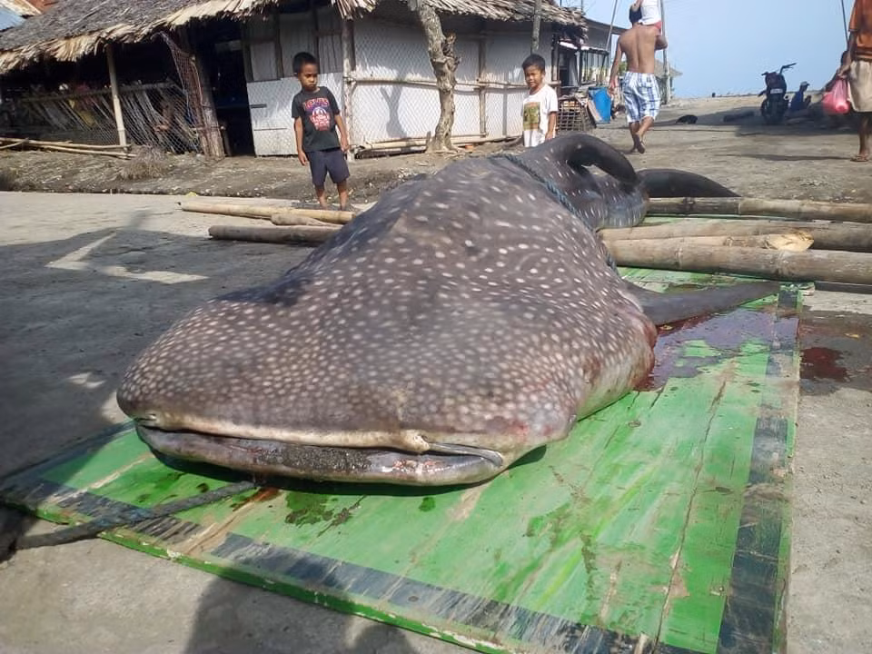 Mo xac ca map tac tho, phat hien dieu dang bao dong-Hinh-2