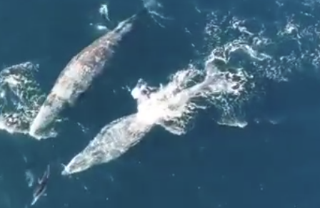 La ky canh ca heo choi dua cung ca voi