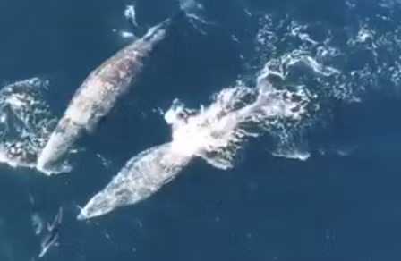 La ky canh ca heo choi dua cung ca voi