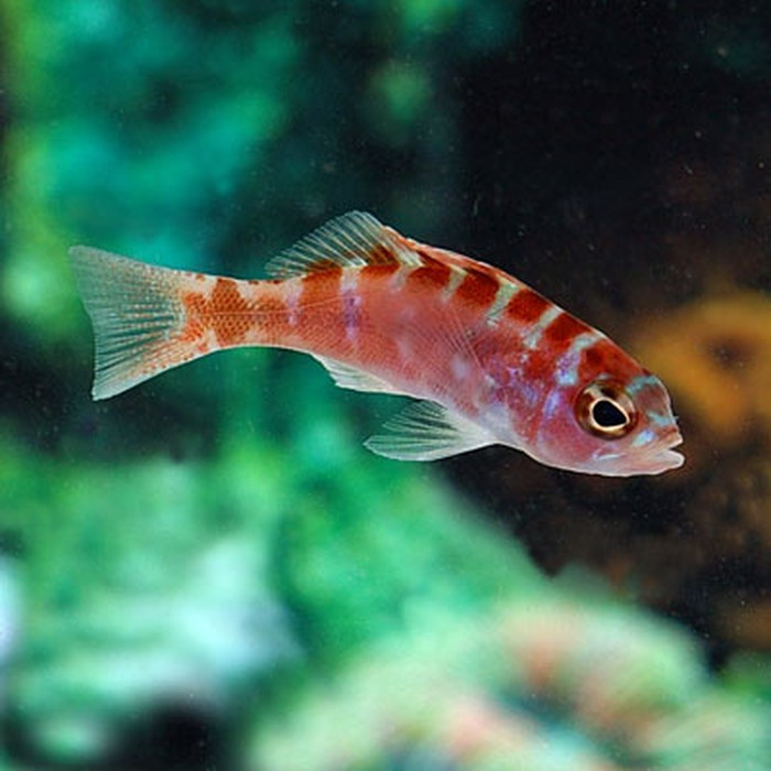 Cá Chalk hiếm khi đẻ hai lứa trứng liên tục trước khi đổi giới tính với bạn tình.