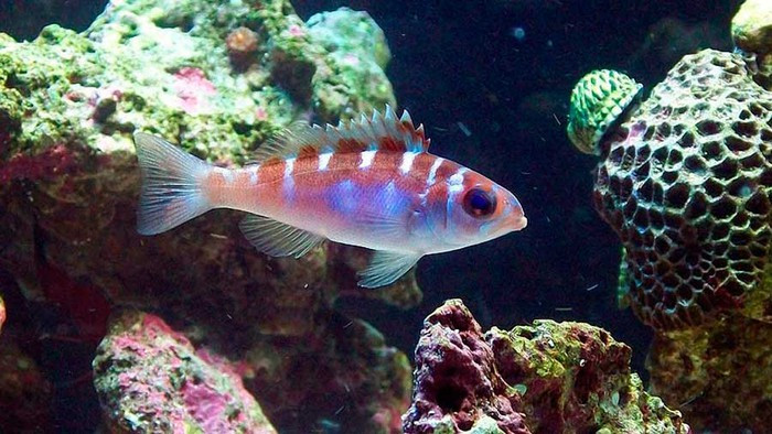 Cá mú Chalk cũng được cho là rất "chung thủy".