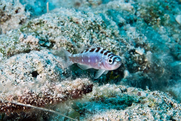 Việc chuyển đổi giới tính ở cá mú Chalk cho phép chúng có cơ hội thụ tinh cho trứng của bạn tình. Điều này tăng gấp đôi cơ hội truyền gene cho thế hệ sau của mỗi cá thể.