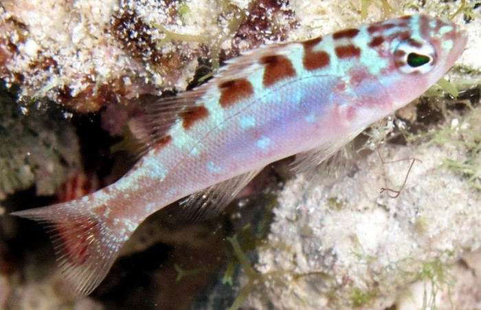 Loài cá này sử dụng chiến lược sinh sản "trao đổi trứng", có nghĩa là đẻ trứng vào trong hố, sau đó thay phiên chuyển đổi giới tính với bạn tình trong suốt quá trình sinh sản.