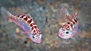 Loài động vật chuyển giới tốc độ nhất thế giới động vật.