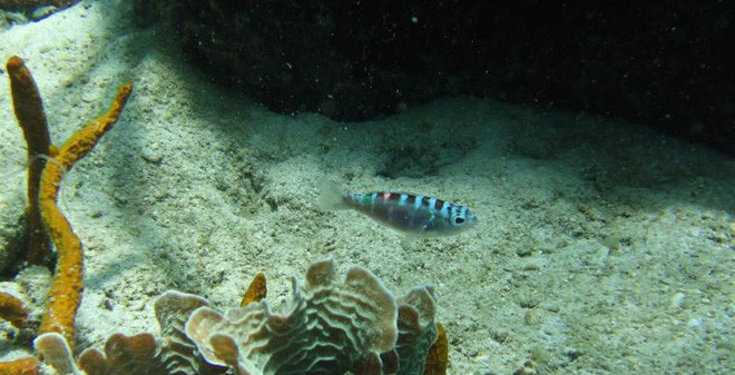 Cá mú Chalk có tên khoa học là Serranus tortugarum, là loài sinh sống tại phía tây Đại Tây Dương, dài khoảng 8 cm, là một loài cá trong họ Serranidae thuộc bộ cá vược Perciformes, sinh sống ở các rạn san hô nhỏ tại Caribe.