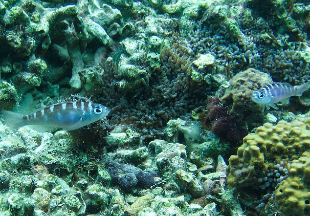 Chúng gắn bó với bạn tình trong suốt sáu tháng, đến khi một trong hai cá thể tách khỏi quần thể.