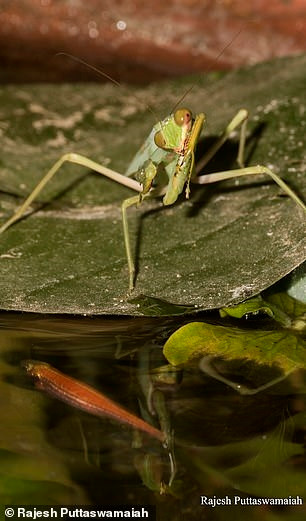 Bo ngua san ca dan ca dang boi lam moi gay soc-Hinh-2