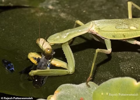 Bo ngua san ca dan ca dang boi lam moi gay soc-Hinh-4