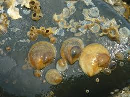 Các nhà khoa học cho rằng kiểu thay đổi giới tính của ốc sên biển như vậy rất có lợi bởi con cái lớn có thể sản sinh nhiều trứng hơn trong khi con đực nhỏ vẫn tạo ra lượng tinh trùng dồi dào, hoạt động đòi hỏi ít năng lượng so với đẻ trứng.