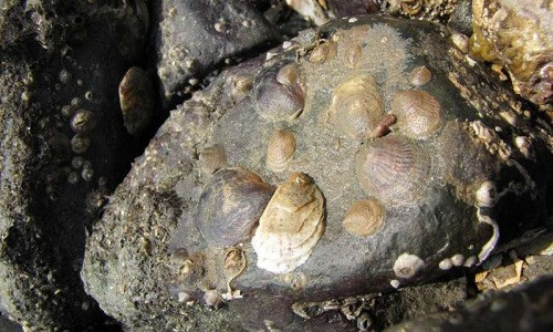 Quá trình chuyển đổi từ giống đực thành giống cái sẽ không được thực hiện cho đến khi các loài ốc này đến một “độ tuổi nhất định”. Dựa trên sự quan sát ở nhiều con ốc sên biển, các nhà nghiên cứu xác định rằng con đực sẽ có kích thước nhỏ hơn con cái.