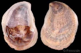 Thí nghiệm cho hai cá thể ốc sên biển đực kích thước khác nhau đặt chung và tiếp xúc nhau trong một cốc nước biển và hai cá thể khác đặt trong cốc nước được ngăn cách bằng tấm lưới để chúng không chạm được vào nhau, người ta phát hiện ốc sên biển lớn phát triển nhanh hơn và biến đổi thành con cái sớm hơn ở trong môi trường có sự tiếp xúc.