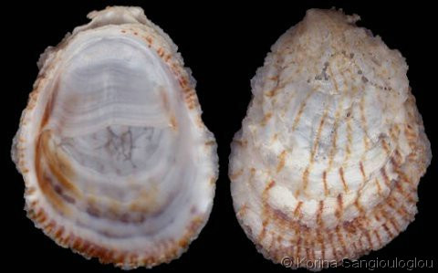 Tiếp xúc cơ thể có thể khiến một con ốc sên biển đực nhanh chóng chuyển giới thành con cái.